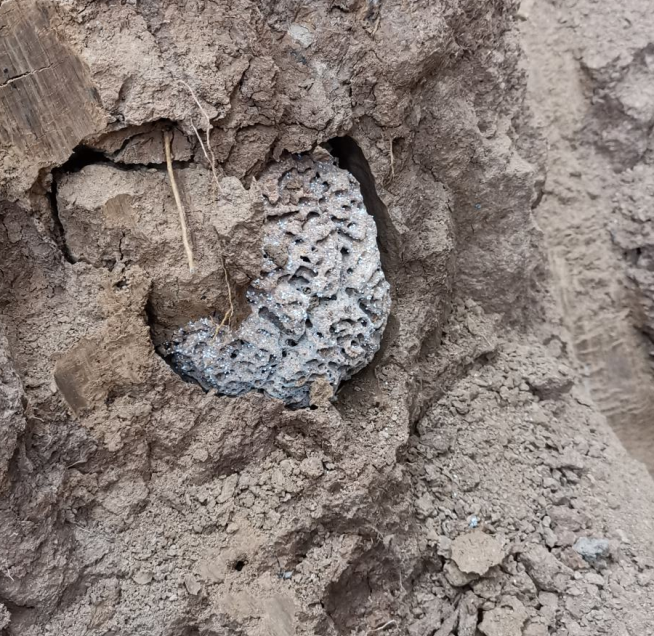 地下巨型白蚁巢