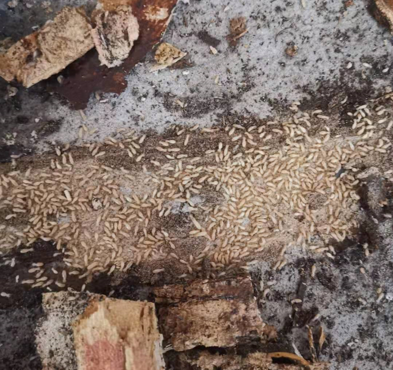 家庭地板下白蚁