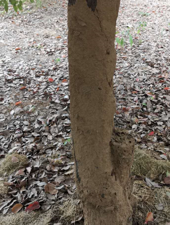 树木白蚁防治1