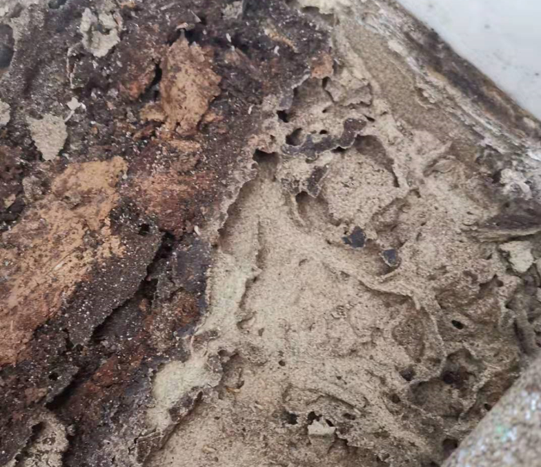 白蚁啃食后的地板