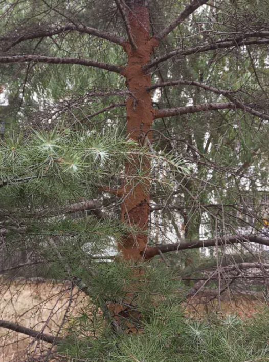 白蚁侵袭后的松树