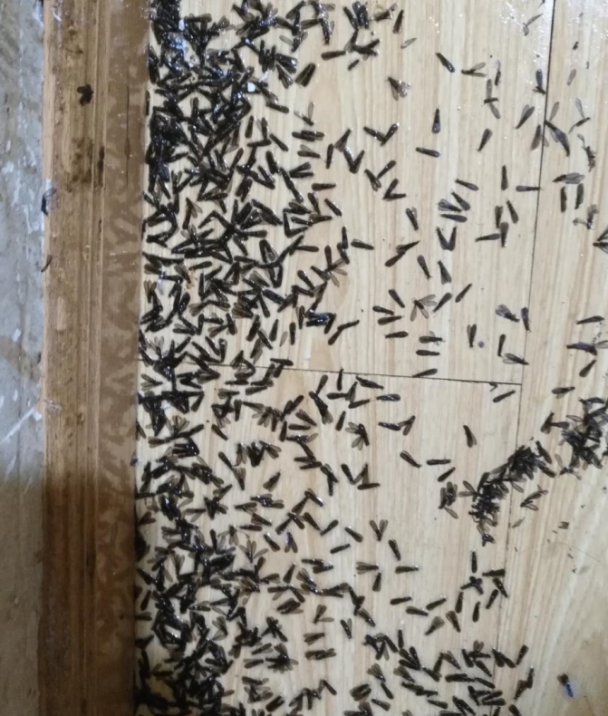 地脚线里白蚁婚飞的白蚁