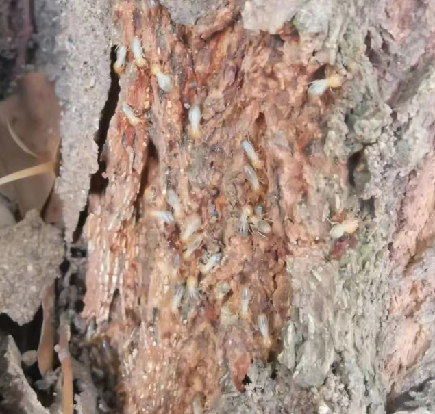 香樟树上的白蚁