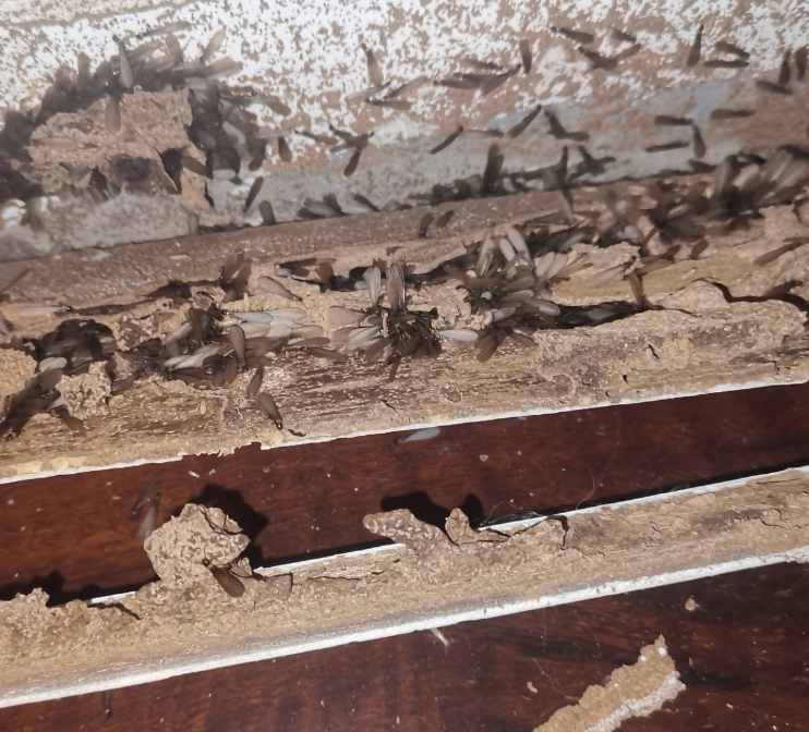 即将婚飞的白蚁